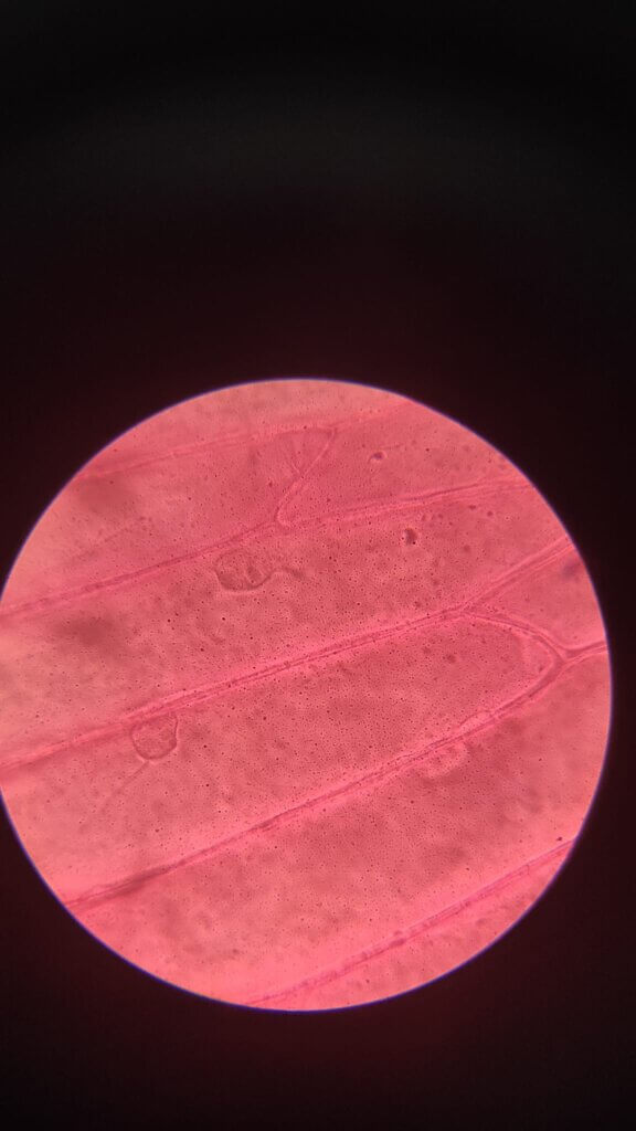 Que ver al microscopio: epitelio de cebolla teñido con jugo de remolacha