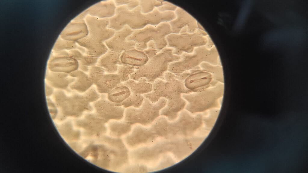 Qué observar al microscopio: estomas