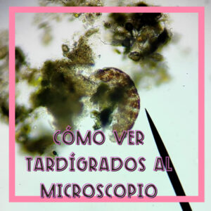 Cómo ver tardígrados al microscopio con tus alumnos